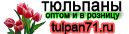 Тюльпаны оптом и розницу tulpan71.ru