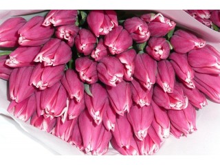 Тюльпаны оптом к 8 Марта