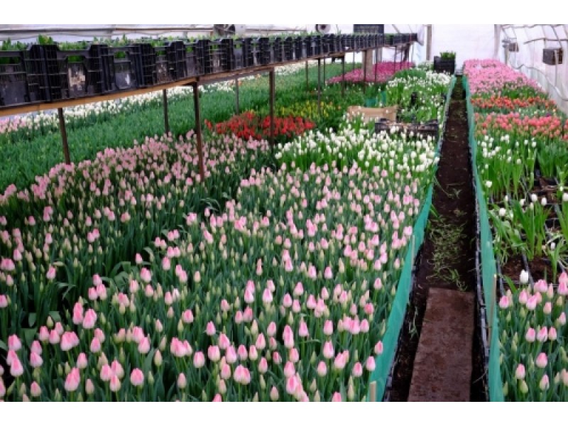 Выращивание тюльпанов в домашних условиях на продажу. Сорта тюльпанов Триумф выгоночные.